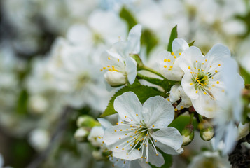 Blooming cherry in the garden. Spring closeup