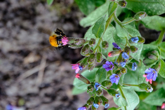 Bumblebee collects nectar from beautiful spring flowers