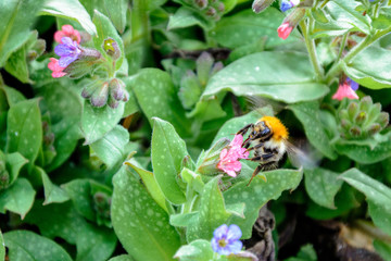 Bumblebee collects nectar from beautiful spring flowers