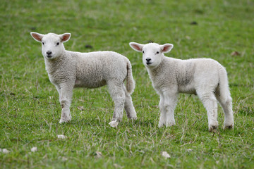 Naklejka na ściany i meble Youngh lamb, farmers Northland Northumbria, Norway. sheep, farmland, easter, two brothers, farming, animal, ireland, scotland,australia, new zealand, auckland, group