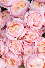 Beautiful blossoming roses of different shades of pink color.