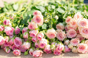Beautiful blossoming roses of different shades of pink color.