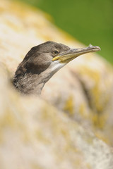 The European shag  Phalacrocorax Gulosus aristotelis) is a species of cormorant.