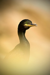 The European shag  Phalacrocorax Gulosus aristotelis) is a species of cormorant.