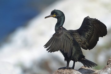 The European shag  Phalacrocorax Gulosus aristotelis) is a species of cormorant.
