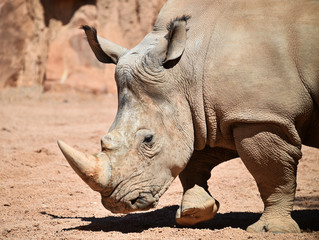 Obraz premium rinoceronte