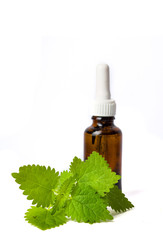 Stinging nettle leaves and tincture isolated