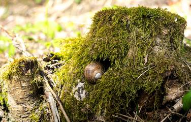 Brown grape snail sitting in a stump covered with moss.