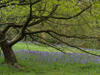 English Bluebells in the Countryside