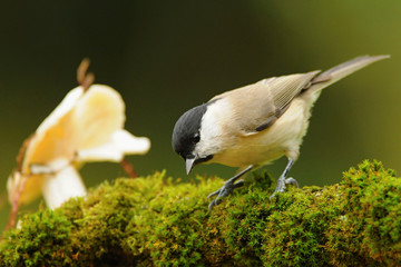 The marsh tit (Poecile palustris) is a passerine bird in the tit family Paridae and genus Poecile, closely related to the willow
