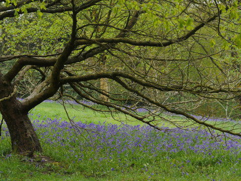 English Bluebells In The Countryside