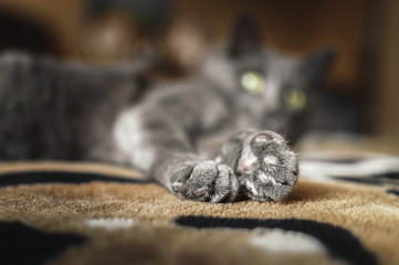 Paws of a gray cat