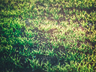 Obraz premium Image of sun shining on green grass, close up