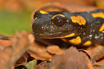 The fire salamander Salamandra salamandra is possibly the best-known salamander species in Europe. It is black with yellow spots or stripes