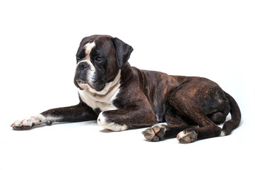 Deutscher Boxer, Hund, Liebevoller Begleiter, Samtschnauze