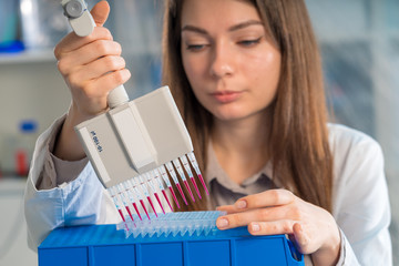Microbiological laboratory scientist woman with multi channel pipette going DNA test