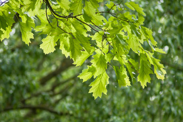 Fototapeta na wymiar closeup of sunlight on maple leaves in the forest