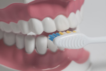 Teeth human model with color toothbrush. Dental care concept.
