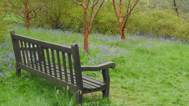 English Bluebells In The Countryside