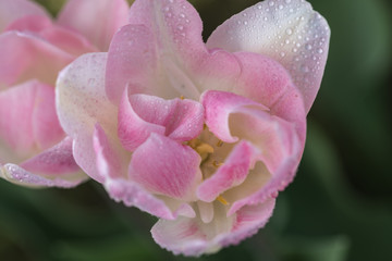 pink, lilac. one , tulip, green blurred background, closeup