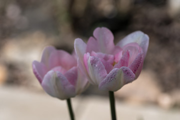 pink, lilac. one , tulip, green blurred background, closeup