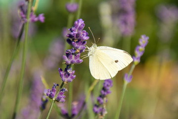 Flora, Pflanzen, Österreich, Herbst, Sommer, Natur, Gattungen