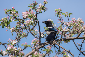 magpie bird, apple blossoms, blue sky - 203301364