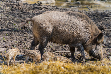 Wild boar mother with babies in wildpark, Leipzig, Germany