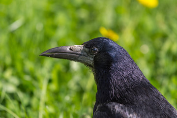 rook portrait of a bird, black, green, blurred background - 203301378