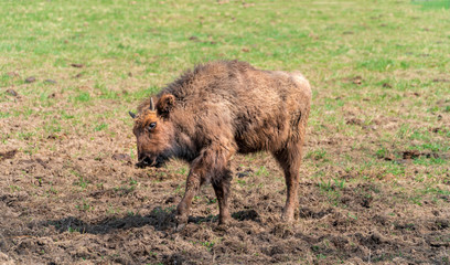 Naklejka na ściany i meble Wisent calf in wildpark, Leipzig, Germany