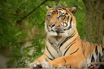 Plakat The Malayan tiger (Panthera tigris jacksoni) was recognized as a tiger subspecies that inhabits the southern and central parts of the Malay Peninsula