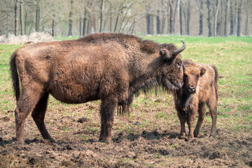 Wisent mother taking care of calf