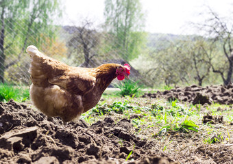 Summer. Warm and sunny day. Rooster and chickens on the farm. On the street. The horizon line is not right