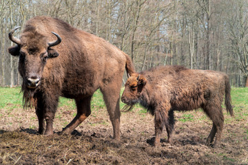 Mother and baby wisent, shot in wildpark, Leipzig Germany (May)