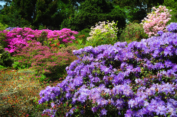Alpine garden decorated with purple Rhododendron shrub