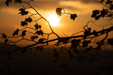 Silhouette of tree branch at sunset