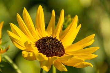 Flora, Pflanzen, Österreich, Herbst, Sommer, Natur, Gattungen