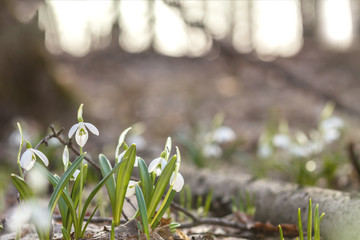 White blooming snowdrop folded or Galanthus plicatus. Spring sunny day in the forest.