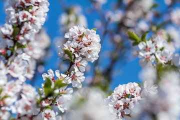 Close up of White Blossom Cherry Tree Branch