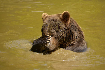 Obraz na płótnie Canvas The brown bear (Ursus arctos) is a large bear with the widest distribution of any living ursid. The species is distributed across much of northern Eurasia: bear on the way, swimming