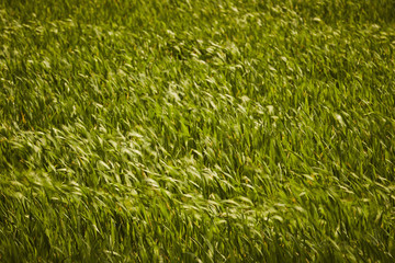 grass coming up in Spring on a farm pasture, Amish Country, Lancaster County, Pennsylvania, USA