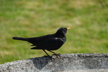 Krähe in der Sonne