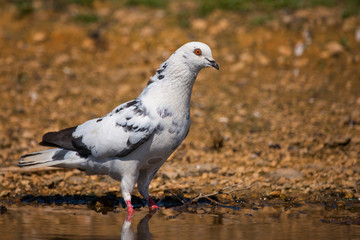 Rock Dove (Columba livia) stands in the water