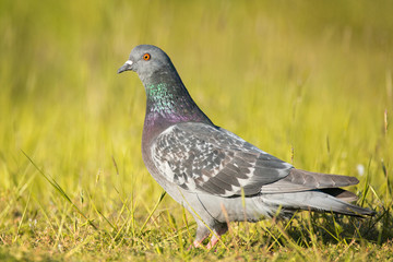 Rock Dove (Columba livia) stands in the grass