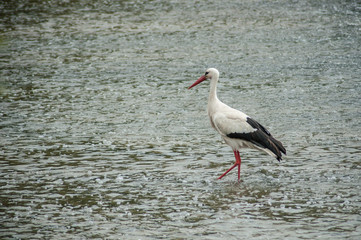 portrait of stork walking in the river
