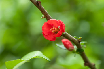 Obraz na płótnie Canvas Closeup of red cydonia flowers in urban park