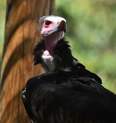 Head of vulture