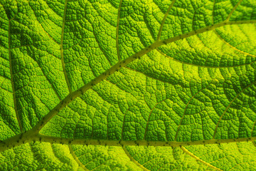 Natur, Pflanzen, Herbst, sommer, natürlich, Flora, Europa