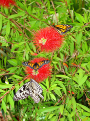 Fototapeta na wymiar butterflies Idea Leuconoe & Danaus plexippus resting on red flowers