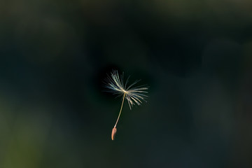 Macro Photo of dandelion seed in the mid air